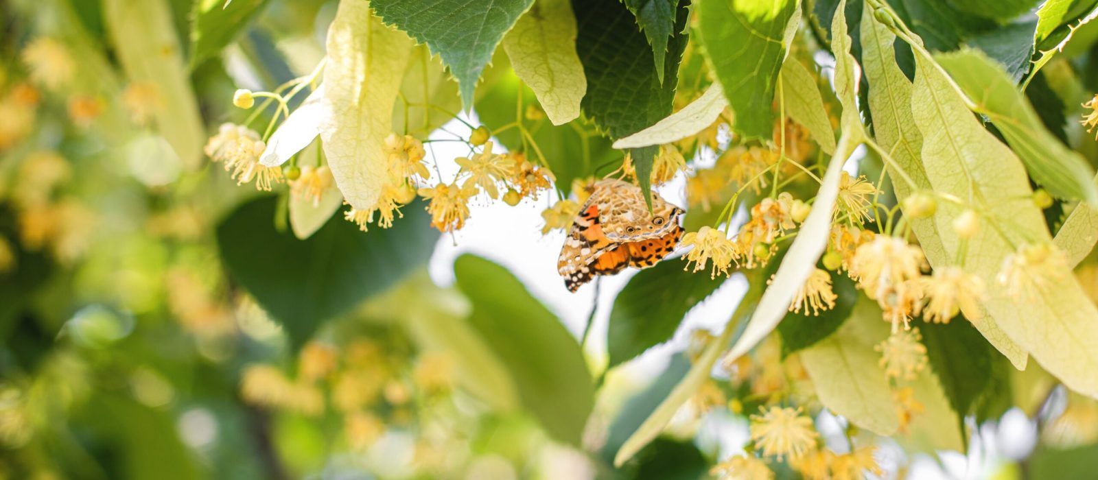 spring-background-with-closeup-of-linden-tree-flow-2024-09-13-00-11-24-utc