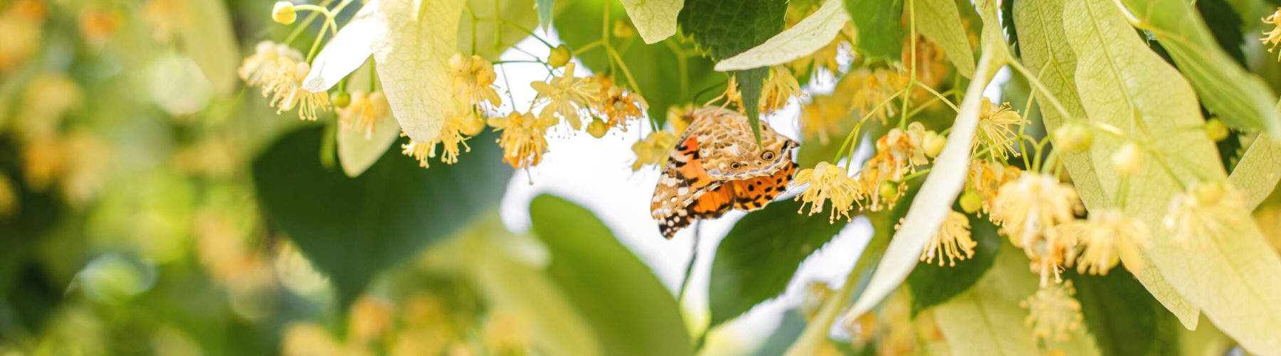 spring-background-with-closeup-of-linden-tree-flow-2024-09-13-00-11-24-utc